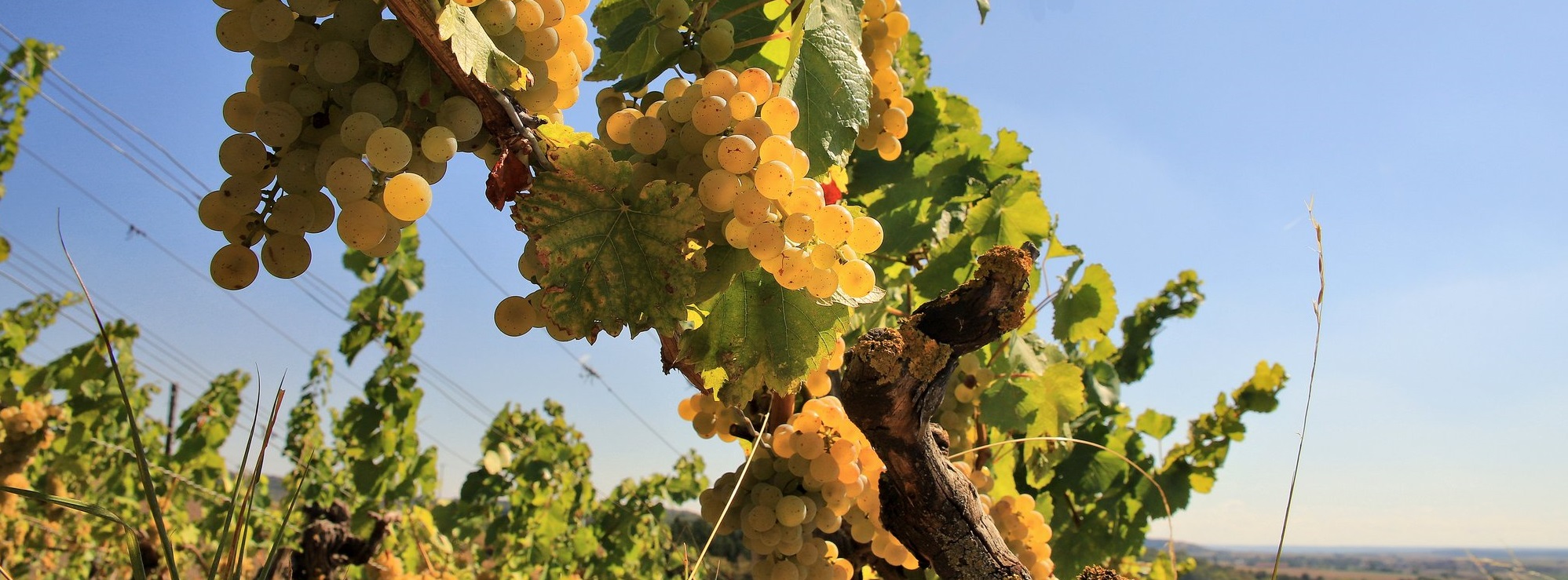 Weinfest Seinsheim